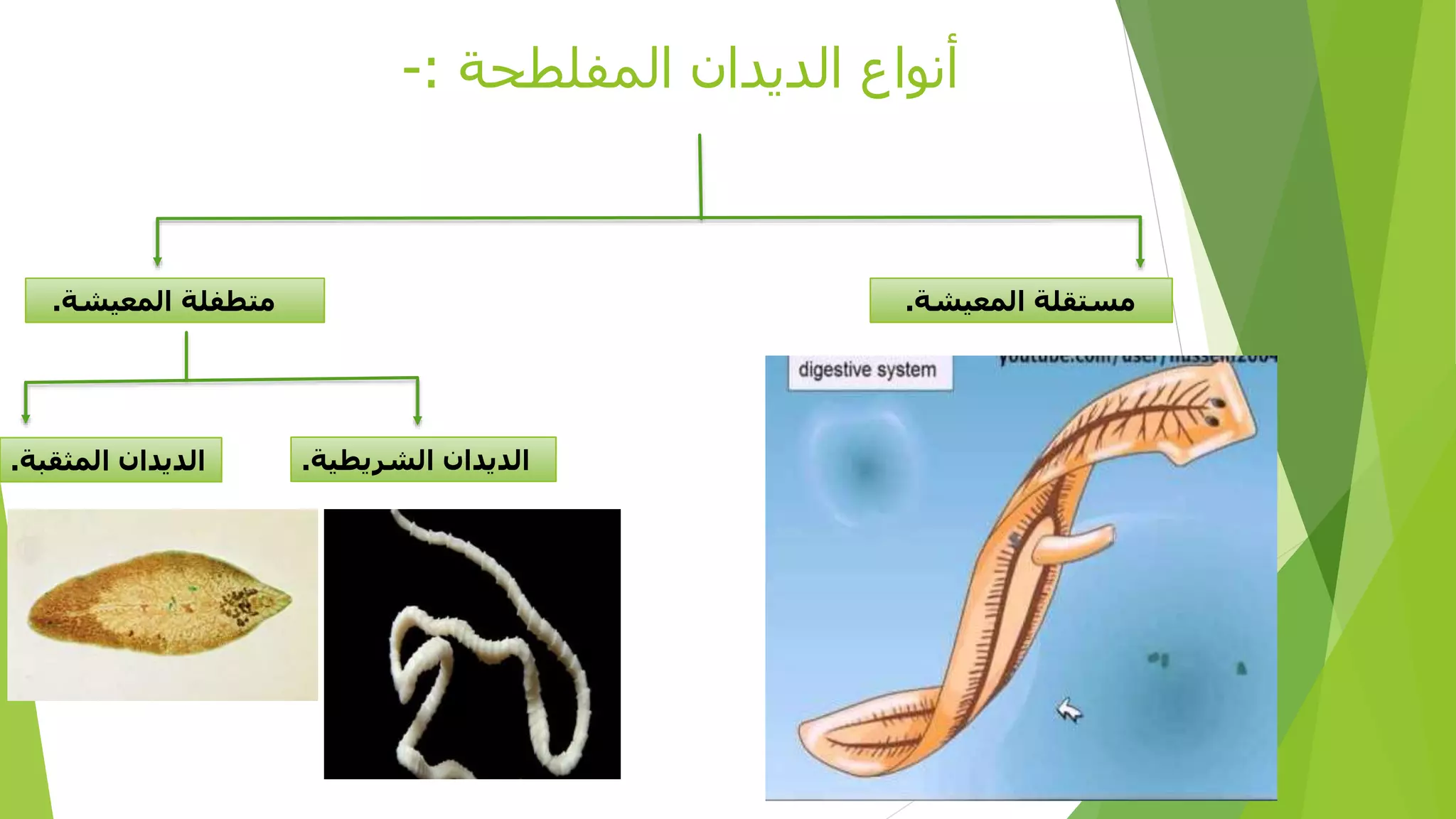 ‫المفلطحة‬ ‫الديدان‬ ‫أنواع‬:-
‫المعيشة‬ ‫مستقلة‬.‫المعيشة‬ ‫متطفلة‬.
‫الشريطية‬ ‫الديدان‬.‫المثقبة‬ ‫الديدان‬.
 