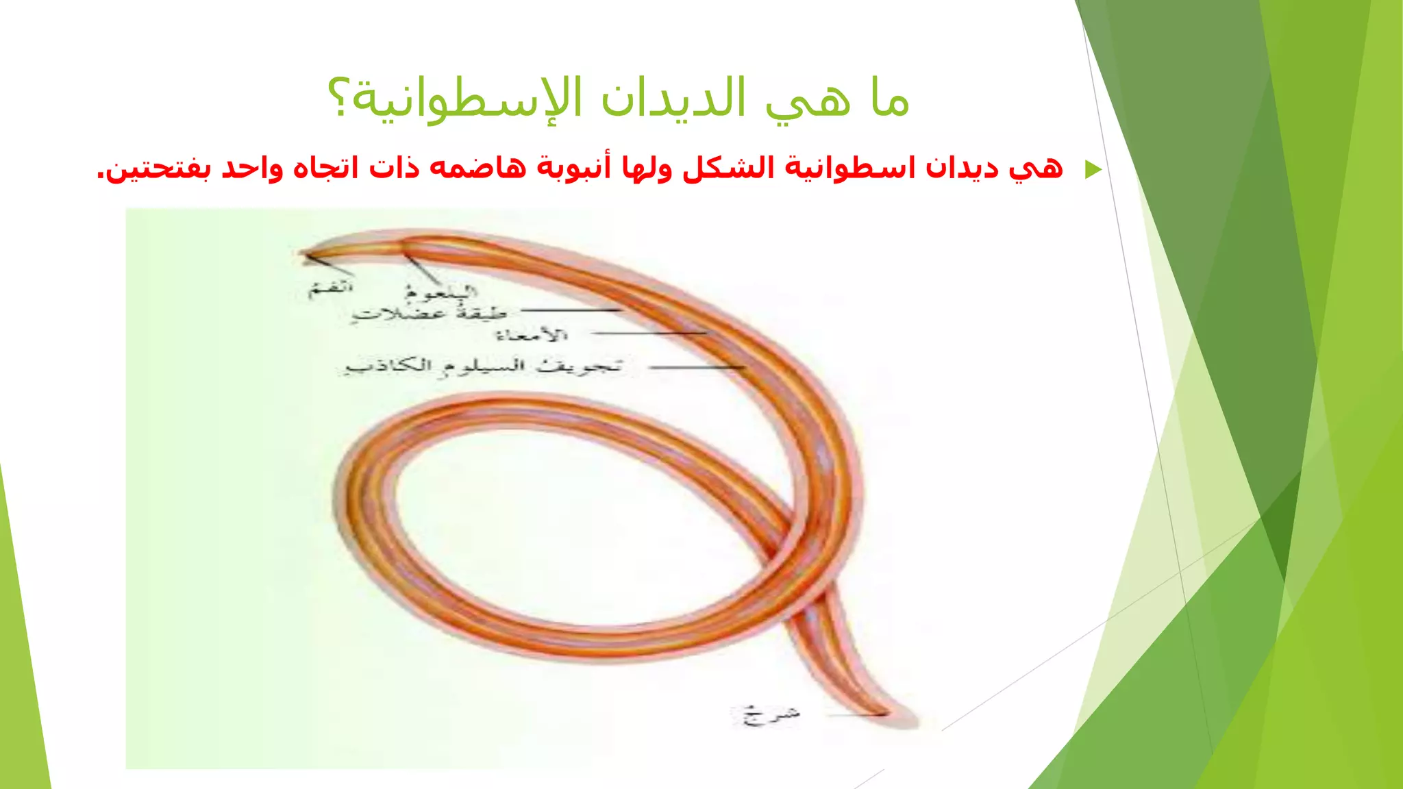 ‫الديدان‬ ‫هي‬ ‫ما‬‫اإلسطوانية‬‫؟‬
‫بفتحتين‬ ‫واحد‬ ‫اتجاه‬ ‫ذات‬ ‫هاضمه‬ ‫أنبوبة‬ ‫ولها‬ ‫الشكل‬ ‫اسطوانية‬ ‫ديدان‬ ‫هي‬.
 
