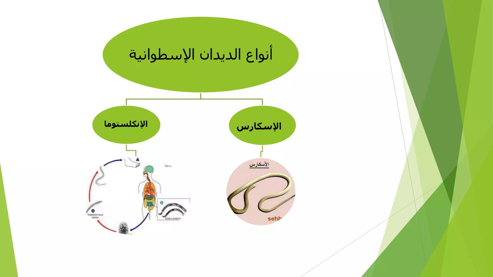 ‫الديدان‬ ‫أنواع‬‫اإلسطواني‬‫ة‬
‫اإلنكلستوم‬‫ا‬ ‫اإلسكارس‬
 