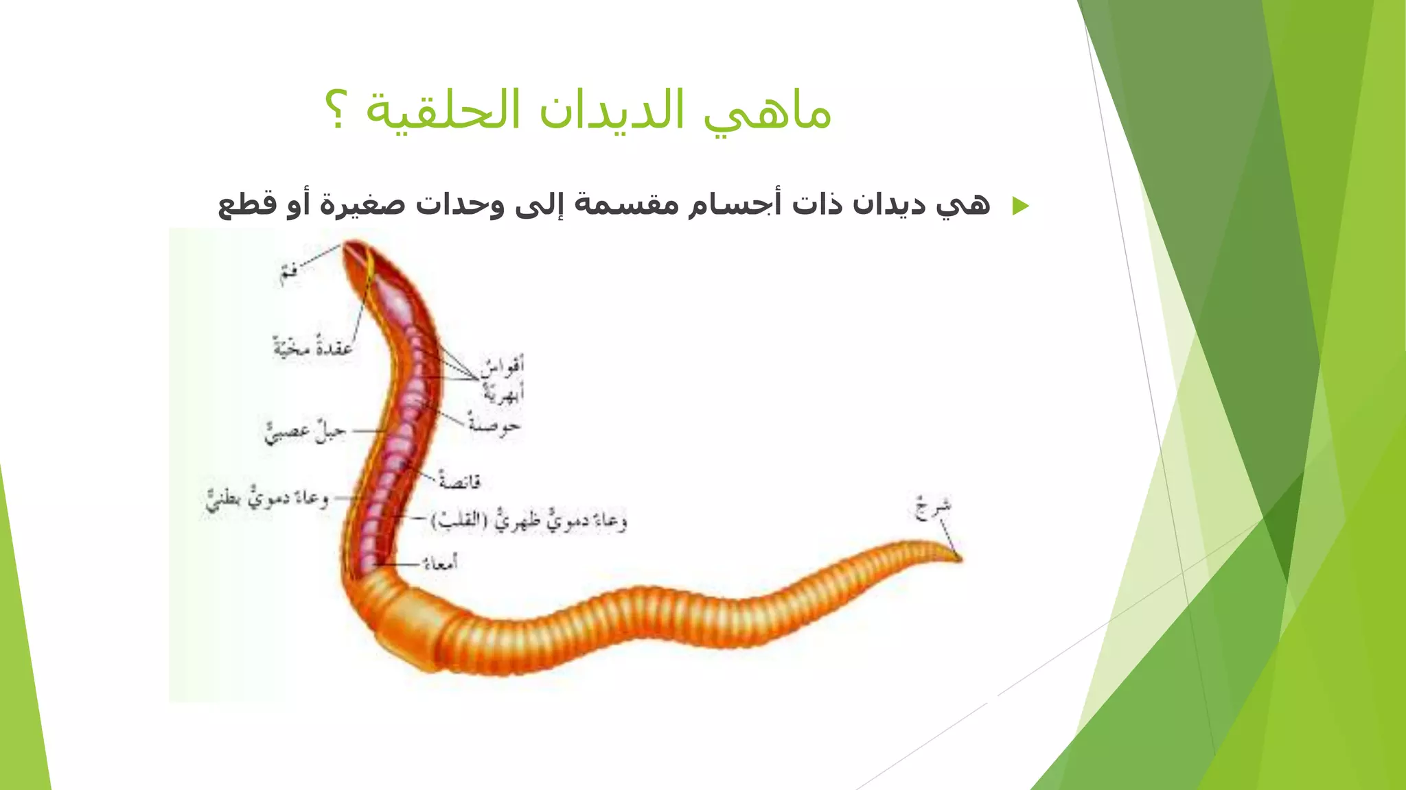 ‫؟‬ ‫الحلقية‬ ‫الديدان‬ ‫ماهي‬
‫قطع‬ ‫أو‬ ‫صغيرة‬ ‫وحدات‬ ‫إلى‬ ‫مقسمة‬ ‫أجسام‬ ‫ذات‬ ‫ديدان‬ ‫هي‬
 