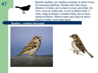 47
Домаћи врабац, или врабац покућар, је мала птица
из породице врабаца. Мужјак има сиву круну,
образе и стомак, док су врат и кљун црне боје. На
лето, кљун је плаво-црн, а ноге су браон боје. У
зиму, перје је бледе и суморне боје, док је кљун
жућкасто-браон. Женка нема црну боју на врату,
кљуну и глави, нити сиву круну.
Врабац – симбол Београда
 