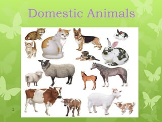 Domestic Animals
1
 