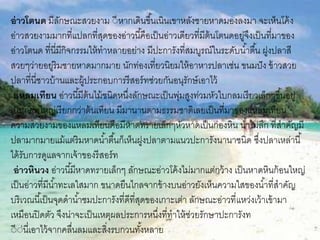 อ่าวโตนด มีลักษณะสวยงาม ีีหากเดินขึ้นเนินเขาหลังชายหาดมองลงมา จะเห็นโค้ง
อ่าวสวยงามมากที่แปลกที่สุดของอ่าวนี้คือเป็นอ่าวเดียวที่มีต้นโตนดอยู่จึงเป็นที่มาของ
อ่าวโตนด ที่นี่มีกิจกรรมให้ทาหลายอย่าง มีปะการังที่สมบูรณ์ในระดับน้าตื้น ฝูงปลาสี
สวยๆว่ายอยู่ริมชายหาดมากมาย นักท่องเที่ยวนิยมให้อาหารปลาเช่น ขนมปัง ข้าวสวย
ปลาที่นี่ชาวบ้านและผู้ประกอบการรีสอร์ทช่วยกันอนุรักษ์เอาไว้
แหลมเทียน อ่าวนี้มีต้นไม้ชนิดหนึ่งลักษณะเป็นพุ่มสูงท่วมหัวใบกลมเรียวเล็กๆขึ้นอยู่
เป็นกลุ่มใหญ่เรียกกว่าต้นเทียน มีมานานตามธรรมชาติเลยเป็นที่มาของแหลมเทียน
ความสวยงามของแหลมเทียนคือมีหาดทรายเล็กๆหัวหาดเป็นกองหิน น้าไม่ลึก ที่สาคัญมี
ปลามากมายแม้แต่ริมหาดน้าตื้นก็เห็นฝูงปลาตามแนวปะการังนานาชนิด ซึ่งปลาเหล่านี้
ได้รับการดูแลจากเจ้าของรีสอร์ท
อ่าวหินวง อ่าวนี้มีหาดทรายเล็กๆ ลักษณะอ่าวโค้งไม่มากแต่กว้าง เป็นหาดหินก้อนใหญ่
เป็นอ่าวที่มีน้าทะเลใสมาก ขนาดยืนไกลจากข้างบนอ่าวยังเห็นความใสของน้าที่สาคัญ
บริเวณนี้เป็นจุดดาน้าชมปะการังที่ดีที่สุดของ๶กาะเต่า ลักษณะอ่าวที่แหว่งเว้าเข้ามา
เหมือนปิดตัว จึงน่าจะเป็นเหตุผลประการหนึ่งที่ทาให้ช่วยรักษาปะการังท
ีีี่นี่เอาไว้จากคลื่นลมและสิ่งรบกวนทั้งหลาย
 
