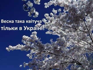 Весна така квітуча
тільки в Україні!
 