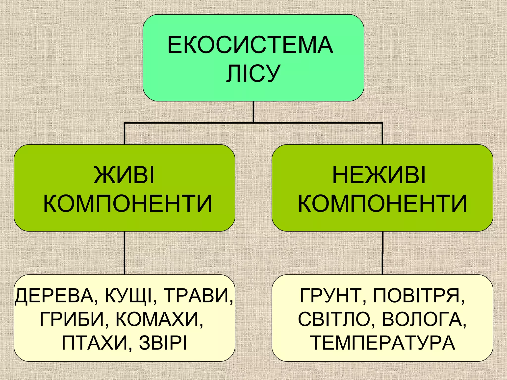ЕКОСИСТЕМА
ЛІСУ
ЖИВІ
КОМПОНЕНТИ
НЕЖИВІ
КОМПОНЕНТИ
ДЕРЕВА, КУЩІ, ТРАВИ,
ГРИБИ, КОМАХИ,
ПТАХИ, ЗВІРІ
ГРУНТ, ПОВІТРЯ,
СВІТЛО, ВОЛОГА,
ТЕМПЕРАТУРА
 