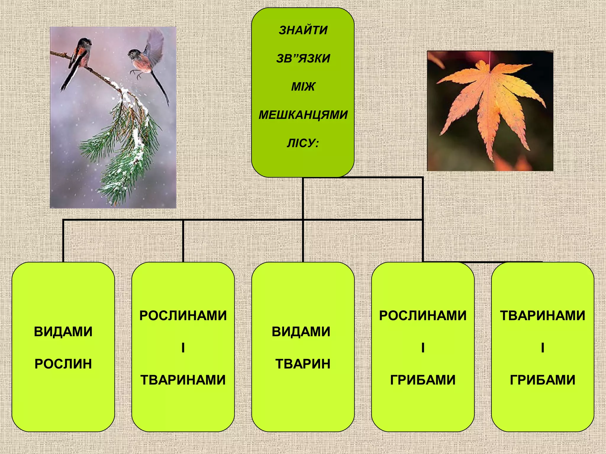 ЗНАЙТИ
ЗВ”ЯЗКИ
МІЖ
МЕШКАНЦЯМИ
ЛІСУ:
ВИДАМИ
РОСЛИН
РОСЛИНАМИ
І
ТВАРИНАМИ
ВИДАМИ
ТВАРИН
РОСЛИНАМИ
І
ГРИБАМИ
ТВАРИНАМИ
І
ГРИБАМИ
 