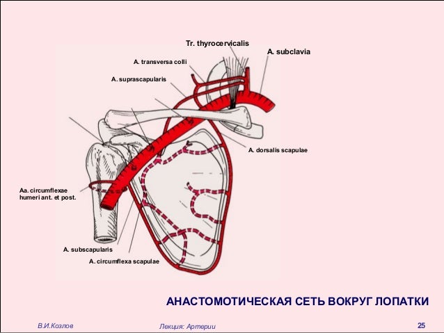 Arteria Dorsalis Scapulae Med Kom
