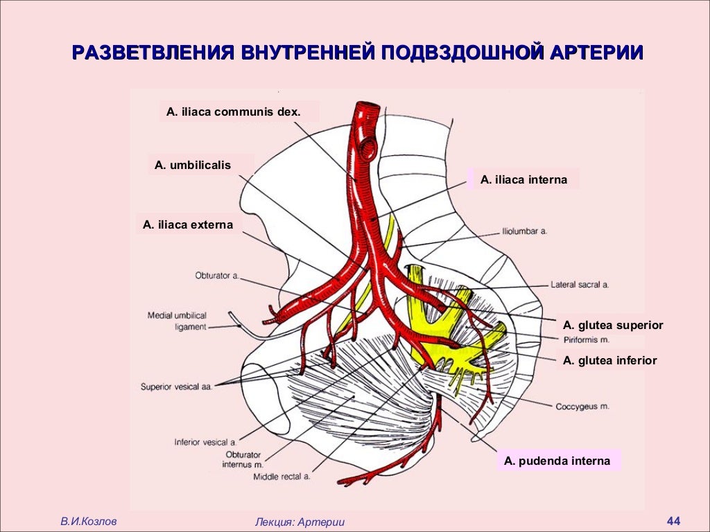 Правая подвздошная артерия. Ветви внутренней подвздошной артерии схема. Внутренняя подвздошная артерия схема. Ветви наружной подвздошной артерии схема. Париетальные ветви внутренней подвздошной артерии.