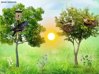 Шпак прилетів
 