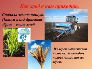 Как хлеб к нам приходит.
Из зёрен вырастают
колоски. В каждом
колосе много новых
зёрен.
Сначала землю пашут.
Потом в неё бросают
зёрна – сеют хлеб.
 