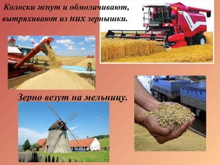 Колоски жнут и обмолачивают,
вытряхивают из них зернышки.
Зерно везут на мельницу.
 