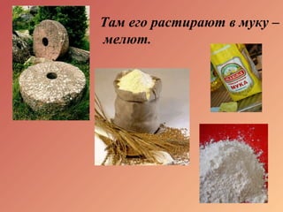 Там его растирают в муку –
мелют.
 