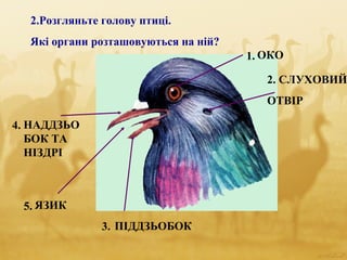 2.Розгляньте голову птиці.
Які органи розташовуються на ній?
1.
2.
3.
5.
4.
ОКО
СЛУХОВИЙ
ОТВІР
ПІДДЗЬОБОК
ЯЗИК
НАДДЗЬО
БОК ТА
НІЗДРІ
 