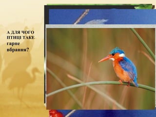 А ДЛЯ ЧОГО
ПТИЦІ ТАКЕ
гарне
вбрання?
 