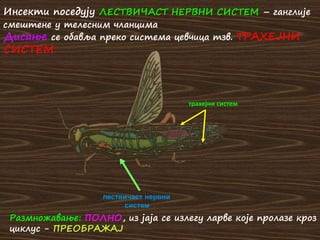 лествичаст нервни
систем
Инсекти поседују ЛЕСТВИЧАСТ НЕРВНИ СИСТЕМ – ганглије
смештене у телесним чланцима
Дисање се обавља преко система цевчица тзв. ТРАХЕЈНИ
СИСТЕМ.
трахејни систем
Размножавање: ПОЛНО, из јаја се излегу ларве које пролазе кроз
циклус - ПРЕОБРАЖАЈ
 