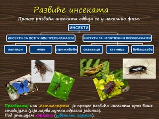 Развиће инсеката
ИНСЕКТИ
ИНСЕКТИ СА ПОТПУНИМ ПРЕОБРАЖАЈЕМ ИНСЕКТИ СА НЕПОТПУНИМ ПРЕОБРАЖАЈЕМ
лептири муве стрижибубе скакавци стенице бубашвабе
Преображај или метаморфоза је процес развића инсеката кроз више
стадијума (јаја,ларва,лутка,одрасла јединка).
Под утицајем хормона (јувенилни хормон).
Процес развића инсеката одвија се у неколико фаза.
 
