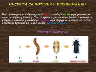 Код потпуног преображајем из јаја се развија ларва која уопште не
личи на одраслу јединку. Она се храни и расте неко време, а потом се
учаури и прелази у стадијум лутке, која мирује и не храни се. После
одређеног времена из чауре излази одрасли инсект.
ИНСЕКТИ СА ПОТПУНИМ ПРЕОБРАЖАЈЕМ
ПОТПУН ПРЕОБРАЖАЈ
 