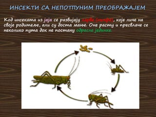 ИНСЕКТИ СА НЕПОТПУНИМ ПРЕОБРАЖАЈЕМ
Код инсеката из јаја се развијају ларве (нинфе), које личе на
своје родитеље, али су доста мање. Оне расту и пресвлаче се
неколико пута док не постану одрасле јединке.
 