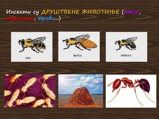 Инсекти су ДРУШТВЕНЕ ЖИВОТИЊЕ (пчеле,
термити, мрави...)
 