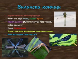 Вилински коњици
• Крупни инсекти, живе поред воде
• Различите боје: плави, зелени, браон..
• Најбољи летачи (48km/h) могу да лете уназад,
лебде у ваздуху
• Имају 2 пара крила
• Хране се ситним инсектима и њиховим ларвама
• Неке врсте живе само пар сати
 