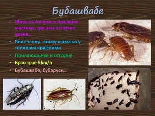 Бубашвабе
• Живе на топлим и прљавим
местима, где има остатака
хране...
• Воле топлу климу и има их у
топлијим крајевима
• Прилагодљиве и отпорне
• Брзо трче 5km/h
• Бубашвабе, бубарусе...
 