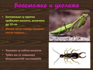 Богомољке и ухолаже
• Богомољке су крупни
грабљиви инсекти, величине
до 10 cm
• Женке често поједу мужјака
после парења....
• Ухолаже су ноћни инсекти
• Трбух им се завршава
виљушкастим наставцима
 