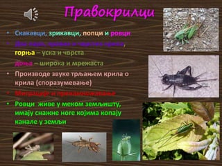 Правокрилци
• Скакавци, зрикавци, попци и ровци
• Два пара, правих и чврстих крила,
горња – уска и чврста
доња – широка и мрежаста
• Производе звуке трљањем крила о
крила (споразумевање)
• Миграције и пренамножавање
• Ровци живе у меком земљишту,
имају снажне ноге којима копају
канале у земљи
 