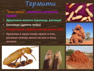 Термити
• ’’Бели мрави’’, торопски и суптропски
крајеви
• Друштвени инсекти (краљица, ратници)
• Биљоједи (дрвена грађа)
• Гнезда праве у дрвету или од земље (7m)
• Краљица и краљ имају крила и очи,
ратници немају крила ни очи и нису
плодни
 