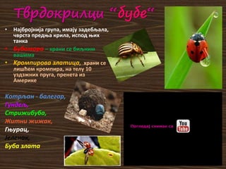 Tврдокрилци “бубе“
• Најбројнија група, имају задебљала,
чврста предња крила, испод њих
танка
• Бубамара – храни се биљним
вашима
• Kромпирова златица, храни се
лишћем кромпира, на телу 10
уздзжних пруга, пренета из
Америке
Kотрљан - балегар,
Гундељ,
Стрижибуба,
Житни жижак,
Гњурац,
Јеленак,
Буба злата
Погледај снимак са
 