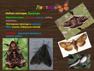 Лептири
Ноћни лептири, бројнији
Мртвачка глава, вештица, совица, ноћни
пауновац..
Лептирима припада и свилена
буба (свила, хируршки конац)
МОЉАЦ - уништава крзнену и
вунену одећу!
 