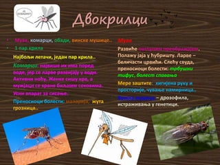 Двокрилци
• Муве, комарци, oбади, винске мушице..
• 1 пар крила
Најбољи летачи, један пар крила..
Kомарци: највише их има поред
воде, јер се ларве развијају у води.
Активни ноћу. Женке сишу крв, а
мужјаци се хране биљним соковима.
Усни апарат за сисање.
Преносиоци болести: маларија, жута
грозница..
Mуве
Развиће потпуним преображајем.
Полажу јаја у ћубришту. Ларве –
беличасти црвићи. Слећу свуда,
преносиоци болести: трбушни
тифус, болест спавања
Mере заштите: хигијена руку и
просторије, чување намирница..
Вунска мушица – дрозофила,
истраживања у генетици.
 