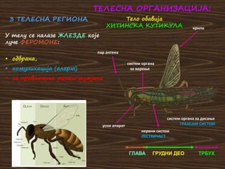 систем органа за дисање
ТРАХЕЈНИ СИСТЕМ
крила
систем органа
за варење
пар антена
усни апарат
нервни систем
ЛЕСТВИЧАСТ
ГЛАВА ГРУДНИ ДЕО ТРБУХ
ТЕЛЕСНА ОРГАНИЗАЦИЈА:
Тело обавија
ХИТИНСКА КУТИКУЛА
У телу се налазе ЖЛЕЗДЕ које
луче ФЕРОМОНЕ:
• одбрана,
• комуникација (аларм)
• за привлачење женки/мужјака
3 ТЕЛЕСНА РЕГИОНА
 