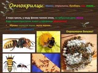 Oпнокрилци:
2 пара крила, у виду финих танких опни, на трбушном делу жаока
Воде карактеристичан живот у заједници (феромони)
• Мрави: шумски мрав, жути мрави..
• Плодност земљишта
Опрашивачи биљака!
Мрави, стршљени, бумбари, oсе, пчеле...
 