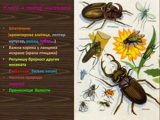 Улога и значај инсеката
• Штеточине
(кромпирова златица, лептир
купусар, ровац, губар...)
• Важна карика у ланцима
исхране (храна птицама)
• Регулишу бројност других
инсеката
(бубамаре, биљне ваши)
• Чистачи природе
(мрави)
• Преносиоци болести
 