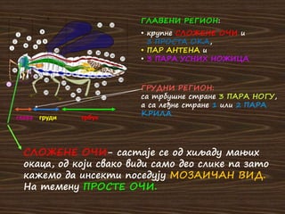 ГЛАВЕНИ РЕГИОН:
• крупне СЛОЖЕНЕ ОЧИ и
3 ПРОСТА ОКА,
• ПАР АНТЕНА и
• 3 ПАРА УСНИХ НОЖИЦА
СЛОЖЕНЕ ОЧИ- састаје се од хиљаду мањих
окаца, од који свако види само део слике па зато
кажемо да инсекти поседују МОЗАИЧАН ВИД.
На темену ПРОСТЕ ОЧИ.
глава груди трбух
ГРУДНИ РЕГИОН:
са трбушне стране 3 ПАРА НОГУ,
а са леђне стране 1 или 2 ПАРА
КРИЛА
 