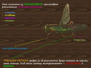 Ноге инсеката су ЧЛАНКОВИТЕ прилагођене
различитим начинима кретања:
- скакање,
- пливање,
- трчање,
- копање...
ТРБУШНИ РЕГИОН грађен је од различитог броја чланака на којима,
нема ножица. Код неких остаци екстремитета – ЛЕГАЛИЦА и
ЖАОКА.
ноге грађене од чланака
3 пара ногу
 