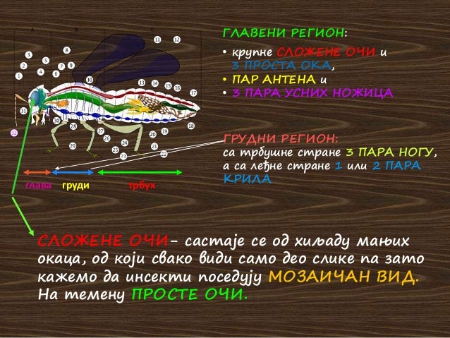 Инсекти