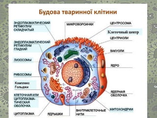 Будова тваринної клітини
 