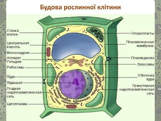 Будова рослинної клітини
 