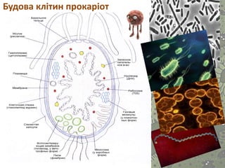 Будова клітин прокаріот
 