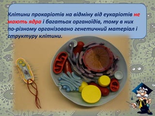 Клітини прокаріотів на відміну від еукаріотів не
мають ядра і багатьох органоїдів, тому в них
по-різному організовано генетичний матеріал і
структуру клітини.
 