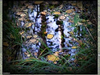 Виявити риси подібності та відмінності клітин між собою
 