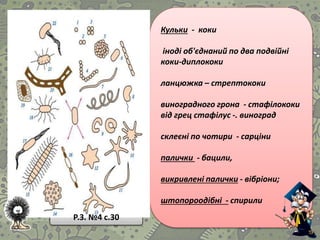 Кульки - коки
іноді об'єднаний по два подвійні
коки-диплококи
ланцюжка – стрептококи
виноградного грона - стафілококи
від грец стафілус -. виноград
склеєні по чотири - сарціни
палички - бацили,
викривлені палички - вібріони;
штопороодібні - спирили
Р.З. №4 с.30
 
