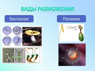 Бесполое Половое
 
