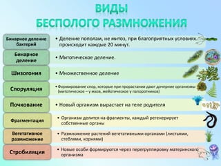 • Деление пополам, не митоз, при благоприятных условиях
происходит каждые 20 минут.
Бинарное деление
бактерий
• Митотическое деление.
Бинарное
деление
• Множественное делениеШизогония
•Формирование спор, которые при прорастании дают дочерние организмы
(митотическое – у мхов, мейотическое у папоротников)Споруляция
• Новый организм вырастает на теле родителяПочкование
• Организм делится на фрагменты, каждый регенерирует
собственные органы
Фрагментация
• Размножение растений вегетативными органами (листьями,
стеблями, корнями)
Вегетативное
размножение
• Новые особи формируются через перегруппировку материнского
организмаСтробиляция
 