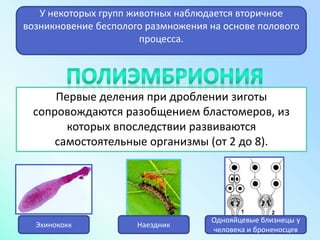 Первые деления при дроблении зиготы
сопровождаются разобщением бластомеров, из
которых впоследствии развиваются
самостоятельные организмы (от 2 до 8).
У некоторых групп животных наблюдается вторичное
возникновение бесполого размножения на основе полового
процесса.
Однояйцевые близнецы у
человека и броненосцев
Эхинококк Наездник
 