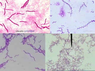 ลักษณะรูปร่างและการดารงชีวิต
 