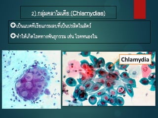 2) กลุ่มคลาไมเดีย(Chlamydias)
เป็นแบคทีเรียแกรมลบที่เป็นปรสิตในสัตว์
ทาให้เกิดโรคทางพันธุกรรมเช่นโรคหนองใน
 