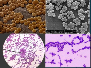 ลักษณะรูปร่างและการดารงชีวิต
 