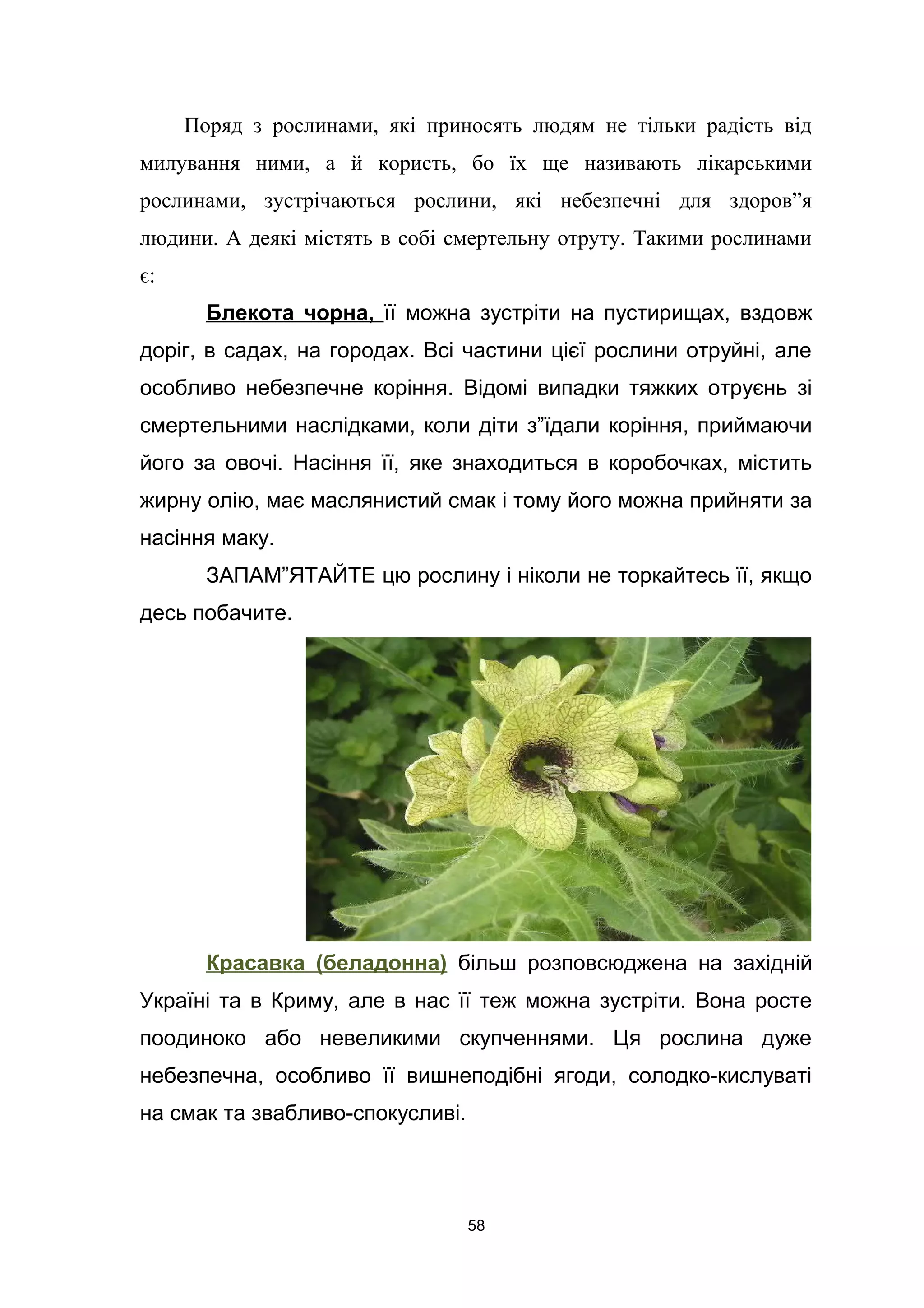 Поряд з рослинами, які приносять людям не тільки радість від
милування ними, а й користь, бо їх ще називають лікарськими
рослинами, зустрічаються рослини, які небезпечні для здоров”я
людини. А деякі містять в собі смертельну отруту. Такими рослинами
є:
Блекота чорна, її можна зустріти на пустирищах, вздовж
доріг, в садах, на городах. Всі частини цієї рослини отруйні, але
особливо небезпечне коріння. Відомі випадки тяжких отруєнь зі
смертельними наслідками, коли діти з”їдали коріння, приймаючи
його за овочі. Насіння її, яке знаходиться в коробочках, містить
жирну олію, має маслянистий смак і тому його можна прийняти за
насіння маку.
ЗАПАМ”ЯТАЙТЕ цю рослину і ніколи не торкайтесь її, якщо
десь побачите.
Красавка (беладонна) більш розповсюджена на західній
Україні та в Криму, але в нас її теж можна зустріти. Вона росте
поодиноко або невеликими скупченнями. Ця рослина дуже
небезпечна, особливо її вишнеподібні ягоди, солодко-кислуваті
на смак та звабливо-спокусливі.
58
 